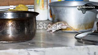 Pests Gone in 60 Seconds withCentury Pest Control