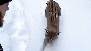 Walking through a snowy winter forest, a man is suddenly met by a huge wild lynx