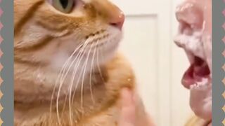 Baby vs Cat