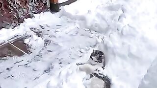Cat in the snow cat cats catslovers