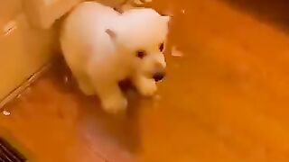 il a ramené un bébé ourson polaire