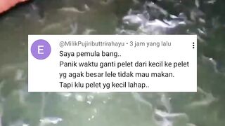 Cara GANTI pakan PELET agar lele tetap LAHAP makan