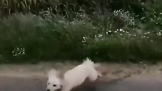 What happened My Dog