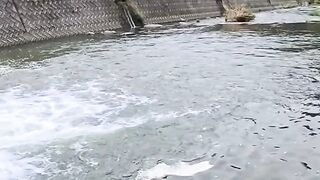 Monster catfish in freshwater rivers