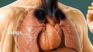 Smoking Harmful Effects on Human Body
