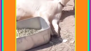 ایسا نظارہ کس کس نے دیکھا ہے