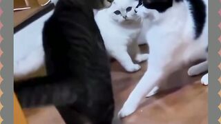 Smak Cat