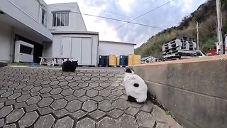A barking black cat vs. a black and white cat sneaking away.the contrast was just too cute