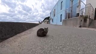 The moment a cat sitting on the road saw a person, it climbed up onto the breakwater and started to cuddle.