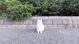 I petted a cat I met on a road along the sea.