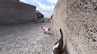 The moment I tried to pet the calico cat, a brown tabby cat jumped in with all its might, and the result was so cute