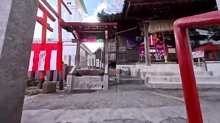 I met a cat at a rest area behind the shrine that was so cute it purified my soul.