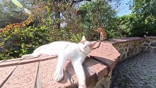 Surprisingly short-tempered!? This adorable cat expresses anger by barking