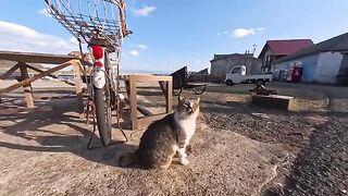 Barking like a dog?! This strange cat barks and barks like a dog, and its so cute!
