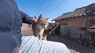 If you sit on the top step of Cat Island, youll be surrounded by cats in no time.