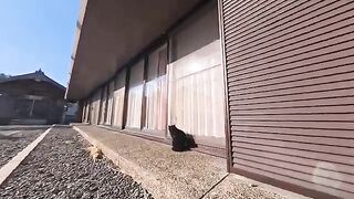 When I stroked a sleeping black cat at a shrine on Cat Island, it was so happy that it started purring.