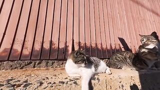After passing through the cat checkpoint.the touching moment when cats were waiting on both sides