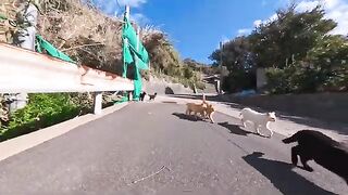 On the way back from a cat gathering on the mountain, the cats came to see me off near the harbor, a touching moment.