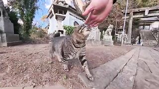 When I went to a shrine in a fishing port town, a cat came out of nowhere to be petted - a healing miracle