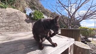 The moment you sit down, your assigned cat will come to you for a happy experience