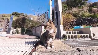 When I walked from the ferry terminal to the cat meeting place halfway up the mountain, cats joined me one after another, forming a long line.