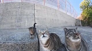 The cat on the breakwater is staring at me