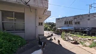 Cat Island Cat Gathering Climb! From the middle of the island to the top of the hill. The place where the cats gather was so precious