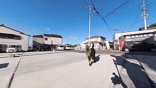 I came across cats roaming freely in the back alleys of a fishing port town.