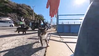 Arrived at Cat Island! The moment I got off the ferry, cats were there to greet me at the pier.