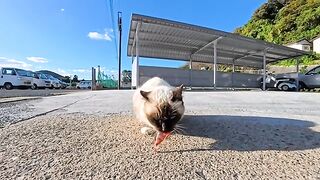 A cat freezes with a fish in its mouth