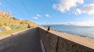 Cat on the breakwater in the evening