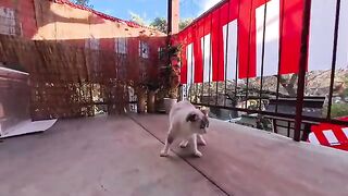 Unreleased cat videos taken this week all released