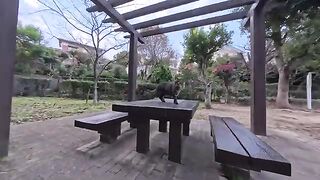 There was a cat on a table in the park, so I sat down and it jumped onto my lap.