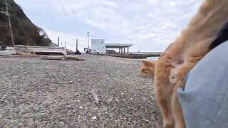 A cat at the fishing port quietly came over and sat next to me, letting me pet it. So cute!