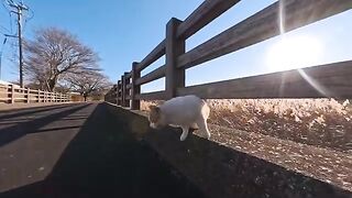 I met a cat on a bridge in the park and we walked together to the gazebo by the pond.