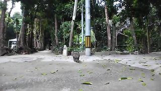 I met a cat on a tree-lined street and it was so cute that I stopped in my tracks. A healing miracle