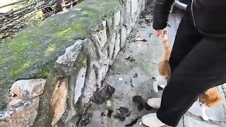 Two street cats, competing with each other for love and food, are so cute