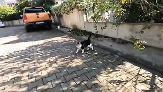 Three friendly stray cats suddenly gathered around us