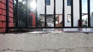 Stray cat suddenly stopped when she saw the dog