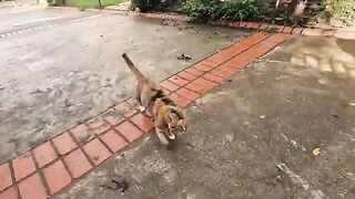 First Caramel the cat, then Trixie and Dalma came running towards us