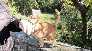 The orange cat with striped fur is very cute and friendly