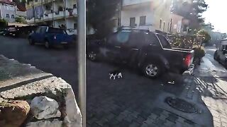Very hungry stray cat is asking us for food with its cute meows and trills