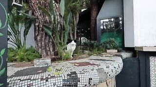 Extremely timid stray cat slapped me while I was trying to feed it
