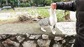 Beautiful cat which had a wonderful fur began to purr as soon as I petted him