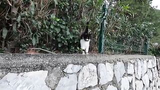 Cat has a dual personality first it wants me to pet it, then it tries to slap me