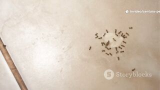 Bugs Out Peace In with Century Pest Lockhart