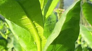 Natures Masterpiece Lush Green Fields and Blue Skies