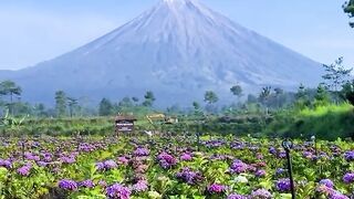 The Most Beautiful Flower Garden at the Foot of the Mountain!