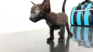 The laziest cat, covered in dirt, is taking its first bath.