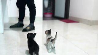 For a mother cat, kittens are the most well-behaved children after mealtime.